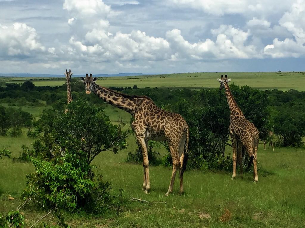 How To Do a Budget Safari in the Masai Mara