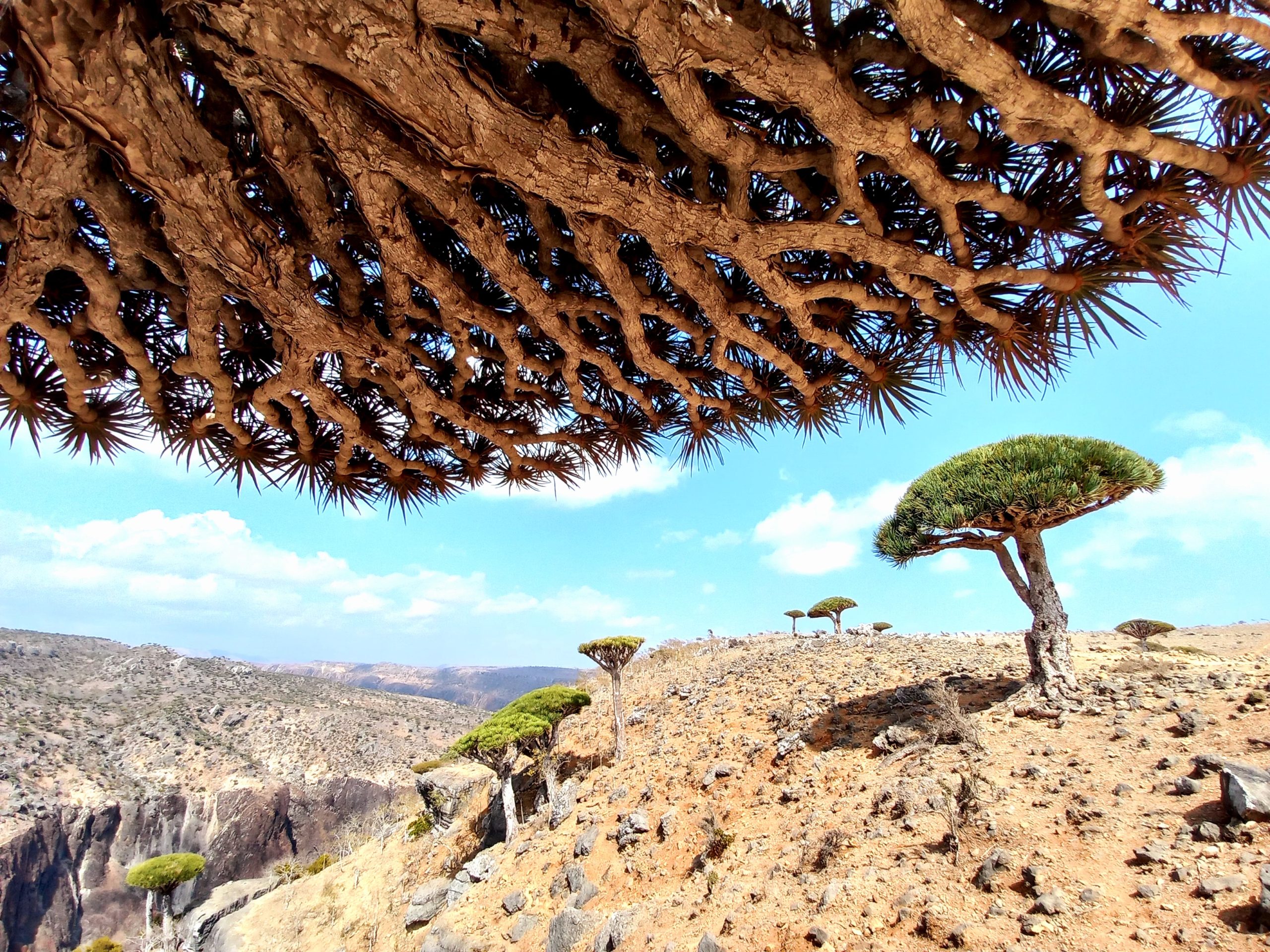 A Week in Socotra
